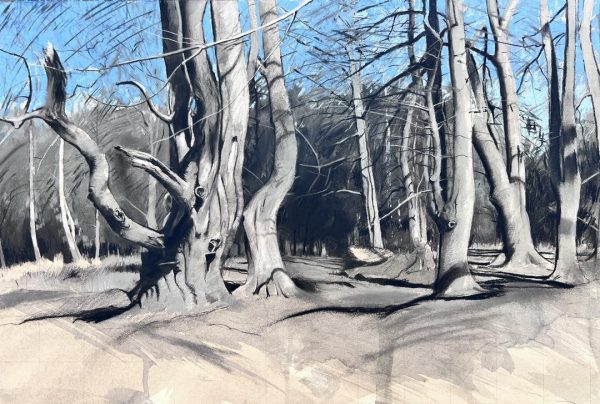 Beech Trees, Knettishall Heath Nature Reserve